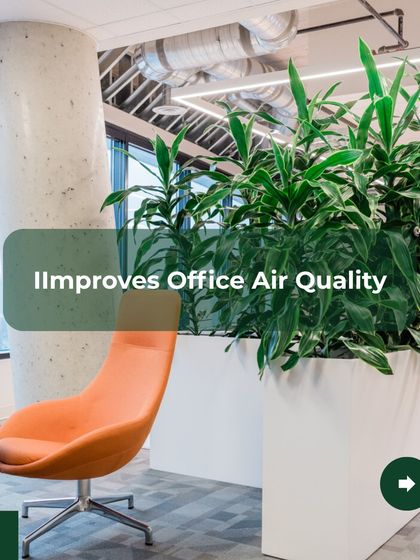 One of the most important benefits of adding plants to your office is improved air quality. I select specific plants, like the Dracaena shown here, that are known for their ability to filter common indoor pollutants, creating a healthier breathing space for everyone.