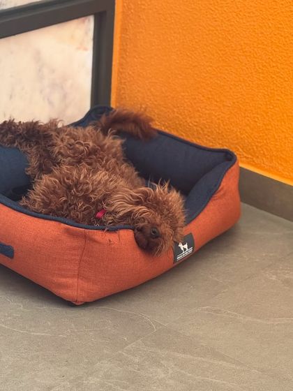 A fluffy poodle snoozing in a cozy bed. We ensure every dog has their own clean, comfortable space to unwind.