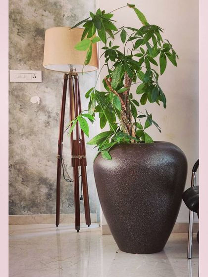 Indoor & Office Greenery photo 12