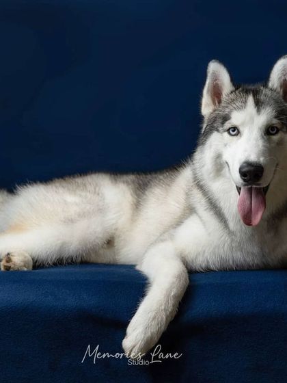 Alamgir - Fine Art Pet Photography Classic Studio Portraits photo 4