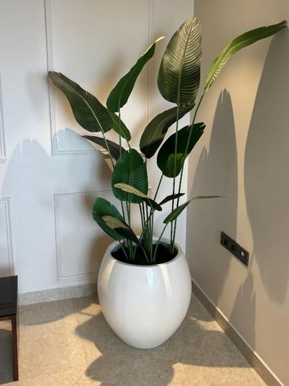 A large artificial Bird of Paradise plant in a glossy white round planter. This is a great way to make a statement in a spacious living room or hotel lobby.