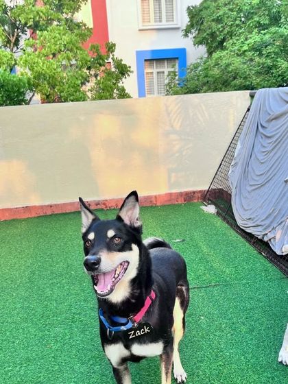 Zack, a handsome Indie, enjoying his day. We know all our guests by name.