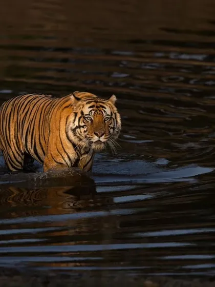 A side profile of D1 in the water, his unique facial markings visible.