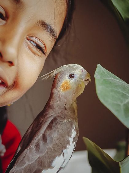 A close-up capturing the curiosity of both the girl and her bird, framed by a houseplant leaf.