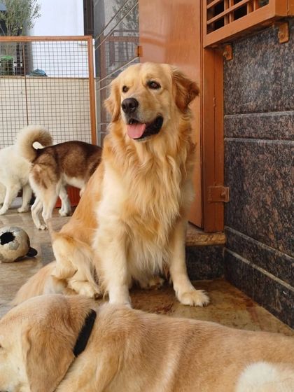 A majestic Golden Retriever posing like a king.