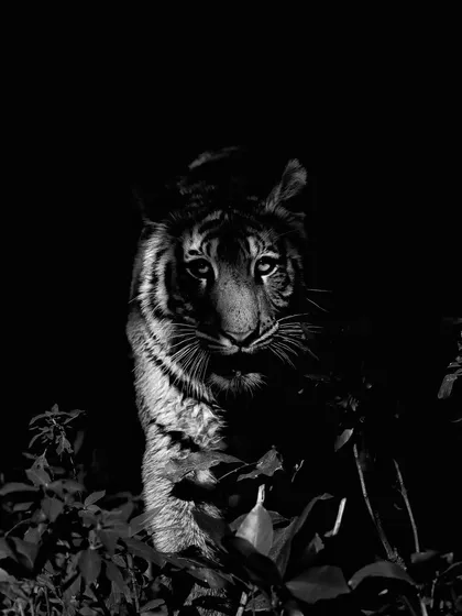 A Pedwali cub in Corbett, shot in low light and converted to monochrome. The shadows and highlights carve out the cub's form, creating a dramatic and intimate portrait.
