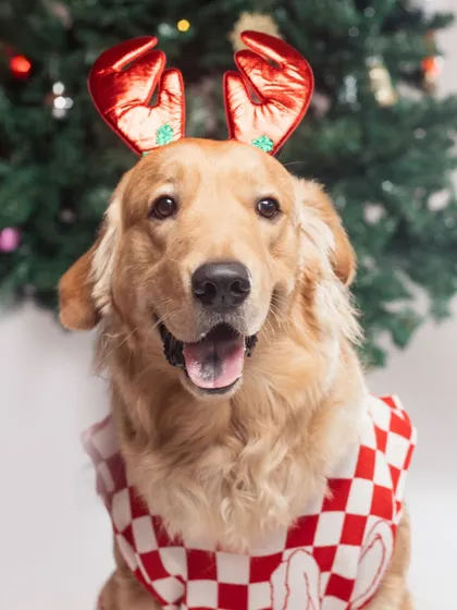Getting into the festive spirit with a happy Golden Retriever rocking his reindeer antlers. My holiday sessions are designed to be fun and cheerful, creating perfect portraits for your Christmas cards and holiday memories.