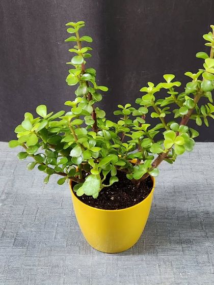 Indoor Plants for Your Space photo 7