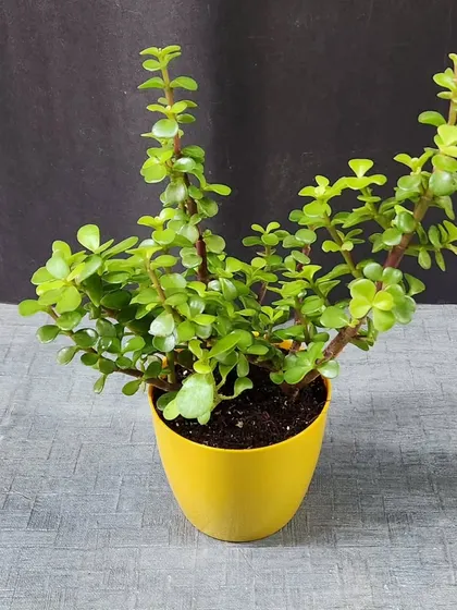 A beautiful Jade plant in a sunny yellow pot. We often have special deals on plant sets, making it easy to share the joy of greenery.
