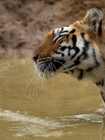 A young tigress named Chanda shakes off water after a dip on a humid day in Tadoba.