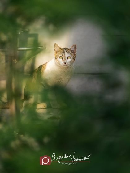 Pragalbh - Animal Rescue & Advocacy Photography Adoption Portfolios: Soulful Portraits for a Second Chance photo 24