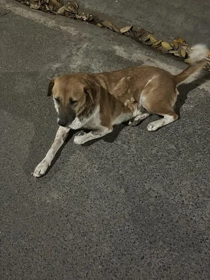 **MISSING:** This is Chintu, a friendly female dog who went missing from Sukhdev Vihar. She was last seen on the road between the ashram and the DND flyover.