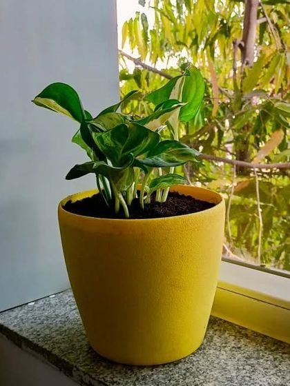 Multiplex Urban Green - Landscape & Garden Services Vertical Gardens & Office Greenery photo 17