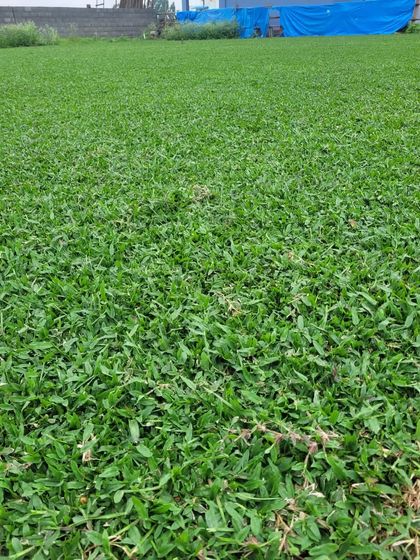 Rakshith Landscaping - Landscape Design & Installation Lush Lawns: Natural & Artificial photo 20