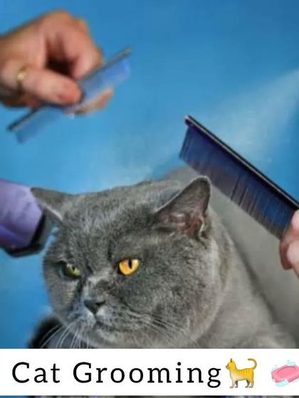 Cat grooming is a multi-step process. It involves combing, trimming, and using the right products to keep their coat in pristine condition.