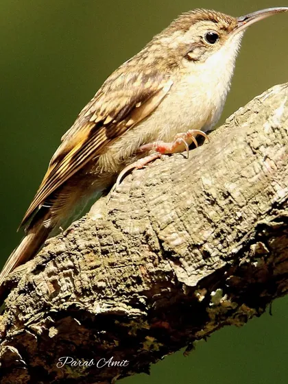 The Bar-tailed Treecreeper, or Himalayan Treecreeper, spirals up tree trunks like a woodpecker, using its stiff tail for support. Observing this unique foraging behavior is a highlight of birding in the Himalayas.