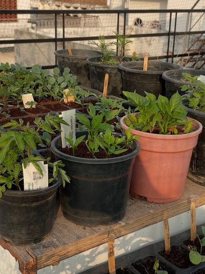 Look at these healthy seedlings. This is the result of using a good quality seed starting mix and providing the right conditions. These young plants, including tomatoes and other flowers, are now ready to be moved to bigger pots to continue their growth.
