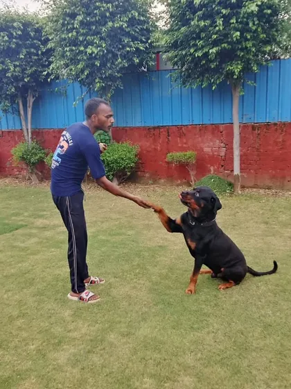 Building trust is at the heart of what we do. Our team members are not just caretakers; they are genuine dog lovers who know how to communicate and bond with every guest. A high five from a happy Rottweiler is the best reward we could ask for.