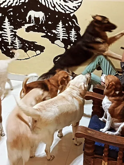 A chaotic and beautiful moment of everyone wanting attention at the same time.