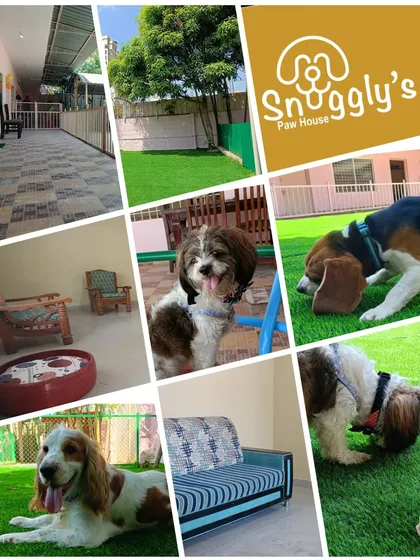 This collage captures the heart of Snugglys Paw House. It shows our clean outdoor turf, comfortable indoor furniture, and of course, the happy faces of our furry guests.
