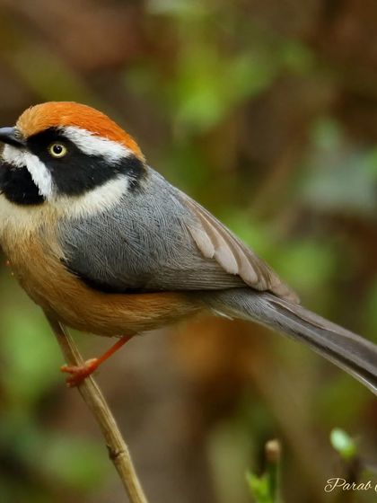 Himalayan Encounters photo 7