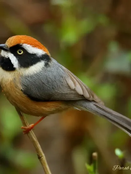 A classic portrait of the Black-throated Bushtit, showcasing its 'bandit mask' and fiery orange crown. Photographing these fast-moving, small birds requires quick reflexes and a good understanding of your camera settings.