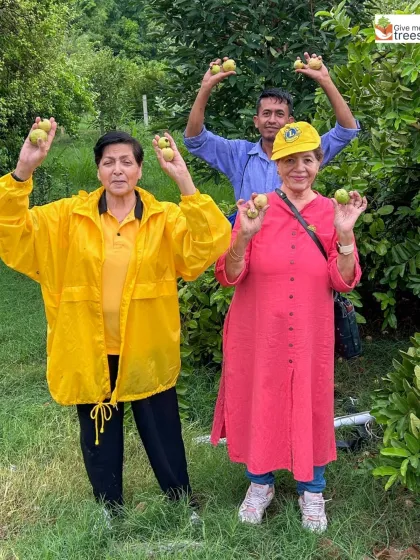 Volunteers from the Lions Club joyfully display guavas harvested from our Sector 47 plantation site. This is a wonderful moment showing that our restored forests not only support biodiversity but also bear fruit.
