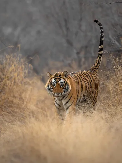 The dominant male of Ranthambore, emerging from the golden grasslands. His intense gaze and confident posture are why he rules this land.