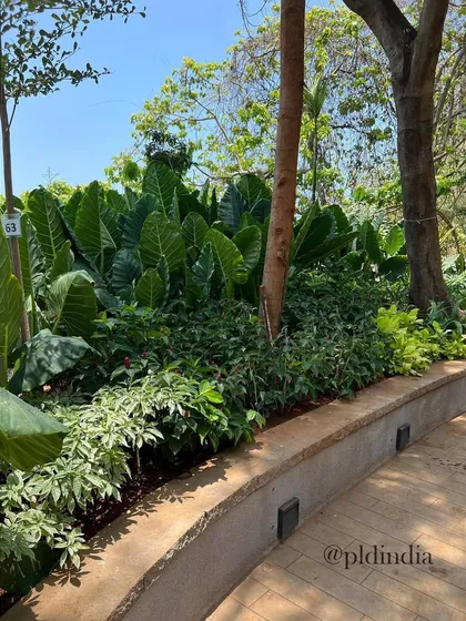 A mix of light and dark green foliage, with varying textures, creates a visually rich border for this garden path. The careful composition of plants is key to our design process.