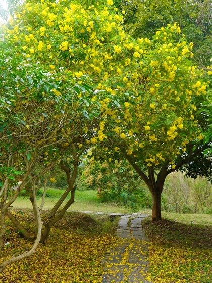 A beautiful day celebrating our Yoga Teacher Training graduates. The yellow flowers carpeting the ground seem to celebrate with us, marking a moment of transformation and accomplishment.