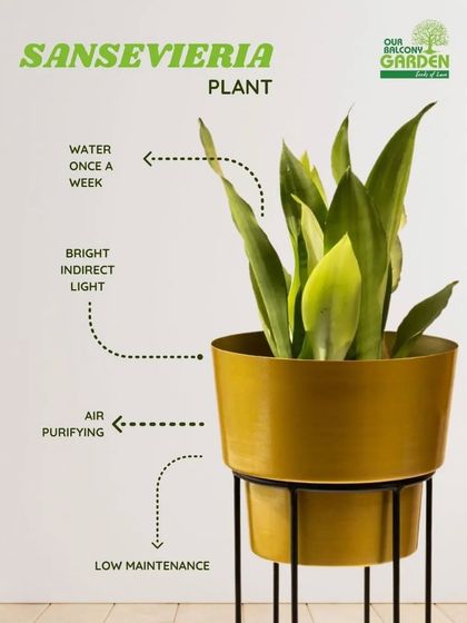 Here's a quick guide on how to care for a Sansevieria, or Snake Plant. It's low-maintenance, air-purifying, and perfect for beginners.