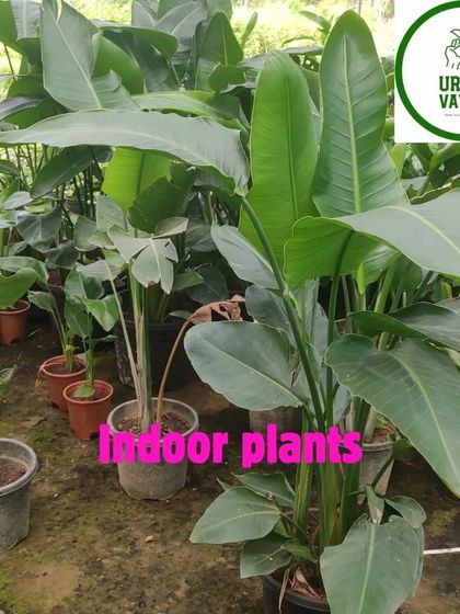 A collection of Traveller's Palms (Strelitzia nicolai) ready for potting.