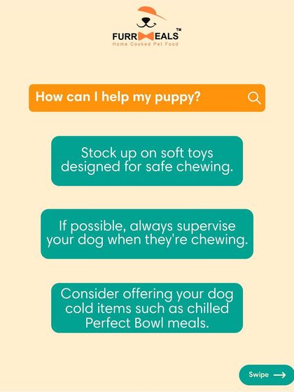 Is your puppy chewing everything? This is a complete guide to puppy teething. Learn the timeline, the signs of discomfort, and how you can help soothe their gums and save your furniture.