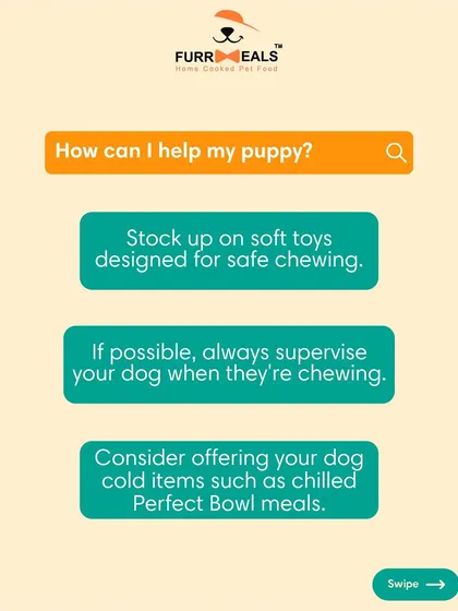 This extensive library of educational content covers everything a pet parent needs to know, from the benefits of turmeric and moringa to tips for hydration, sleep, dental health, and raising a new puppy.