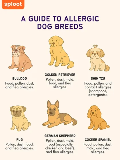 Is your dog constantly scratching or getting ear infections? It could be allergies. Certain breeds like Golden Retrievers, Pugs, and German Shepherds are more prone to them. This guide lists common triggers to watch out for.