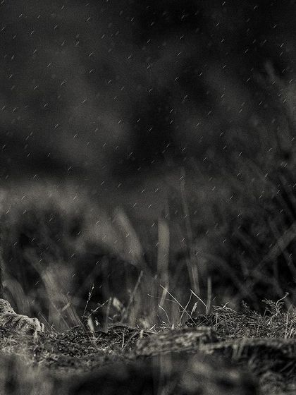 A moment of pure, enchanting beauty. The rain, the lion, the forest—a perfect symphony of nature.