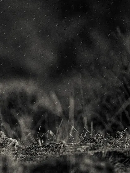 These images further explore the lives of Africa's big cats, from quiet portraits and family interactions to the drama of the hunt. Each one is a piece of the larger narrative we build on safari.
