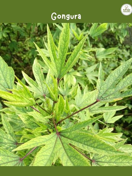 These are the distinctive leaves of the Gongura plant, a sour green that's a delicacy in many parts of India. It's one of the unique varieties we are growing at our Primrose Farm.
