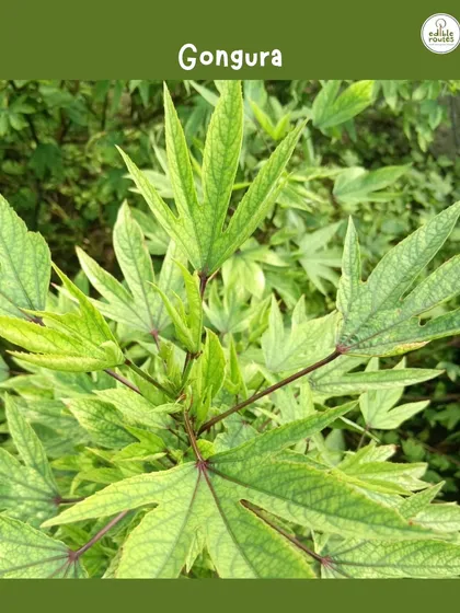 A close-up of a healthy Gongura plant, also known as sorrel leaves. We love growing a variety of regional greens that are packed with unique flavors and health benefits.
