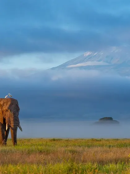 A handsome bull elephant in the morning light against the Kilimanjaro backdrop, a moment of pure wilderness perfection.