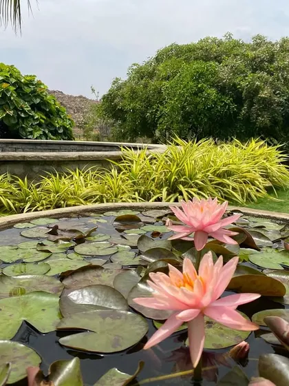 Pink water lilies in our pond, with a fountain in the background. These beautiful blooms are another reminder of the constant renewal and gentle beauty of nature.