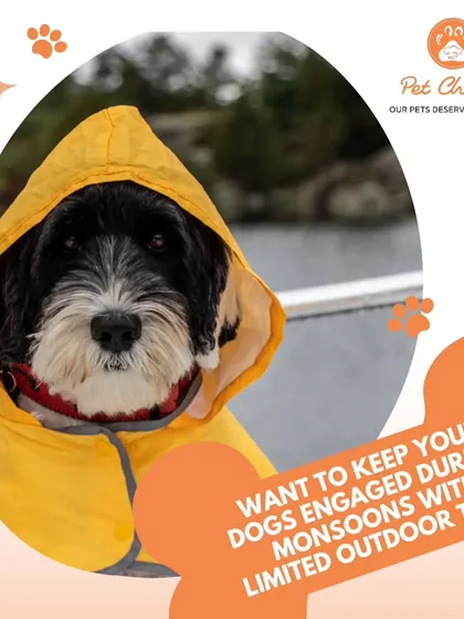 To keep dogs engaged during the monsoons with limited outdoor time, our air-dried chews are a perfect solution. Lamb trotters, quail, and fish heads offer an appetizing and stimulating indoor activity.