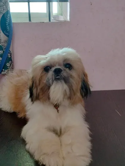 A full-body view of a groomed Shih Tzu, showing its well-kept coat and paws.