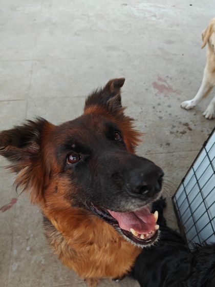 A happy German Shepherd looking up, fully engaged and confident. This is the result of an environment where a dog feels understood, respected, and secure.