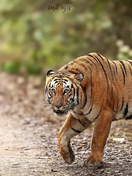 A classic Corbett scene with two tigers, Trishul and the Grassland Female, on a jungle track. Understanding their territories and relationships helps in anticipating such incredible sightings.