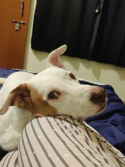 Poulomi Dhar - Dog Owner Coaching Life With My Pack photo 8