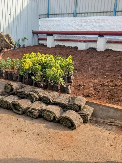 A worker carries a roll of turf, ready to be laid. Behind him, you can see the saplings lined up for planting.