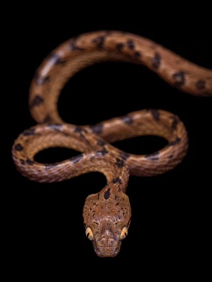 A Common Cat Snake, with its vertically elliptical pupils, peers into the camera. These nocturnal snakes are often found in the Western Ghats, and their unique eyes are adapted for low-light hunting.