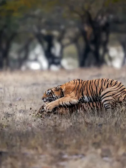 A wild affair in Ranthambhore, as two tigers engage in a courtship ritual.