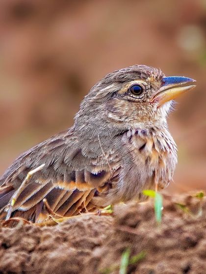 A Bengal Bushlark photographed at ground level. Getting low is essential for creating intimate portraits of ground-dwelling birds like this one.